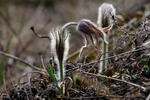 Pasque Flower