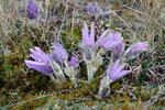 Pasque Flower