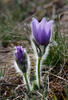 Pasque Flower