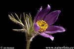 Pasque Flower