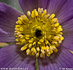 Pasque Flower