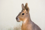 Patagonian Mara