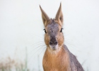 Patagonian Mara