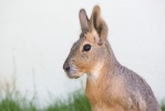 Patagonian Mara