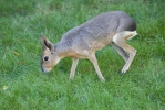 Patagonian Mara