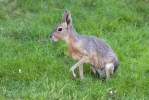 Patagonian Mara