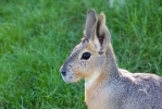 Patagonian Mara