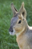 Patagonian Mara