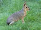 Patagonian Mara