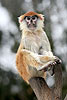 Patas Monkey