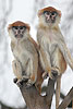 Patas Monkey