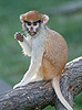 Patas Monkey