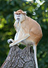 Patas Monkey