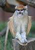 Patas Monkey