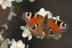 Butterflies (Lepidoptera)