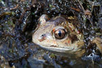 Pelobates fuscus