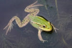 Pelophylax lessonae