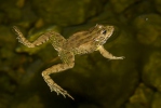 Pelophylax perezi