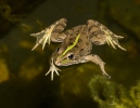 Pelophylax perezi