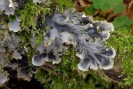 Peltigera sp.