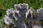 Peltigera sp.