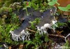 Peltigera sp.