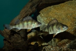 Perca fluviatilis