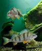 Perca fluviatilis