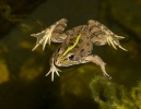 Perez´s Frog