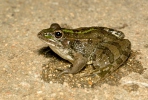 Perez´s Frog