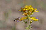 Perforate St John's Wort