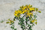 Perforate St John's Wort