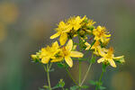 Perforate St John's Wort