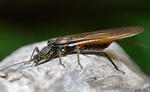 Perla burmeisteriana