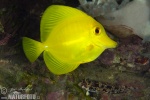 Pesce Chirurgo Giallo