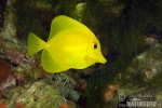 Pesce Chirurgo Giallo