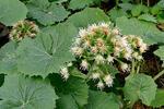 Petasites albus