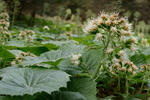 Petasites albus