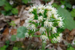 Petasites albus