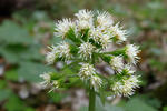 Petasites albus