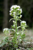 Petasites albus