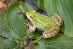 Petite grenouille verte