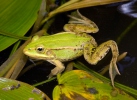 Petite grenouille verte