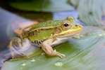 Petite grenouille verte