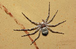 Philodromus margaritatus