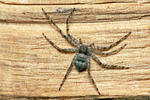 Philodromus margaritatus