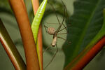 Pholcus phalangioides