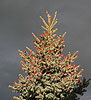 Picea pungens - glauca