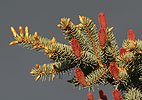 Picea pungens - glauca