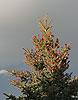 Picea pungens - glauca